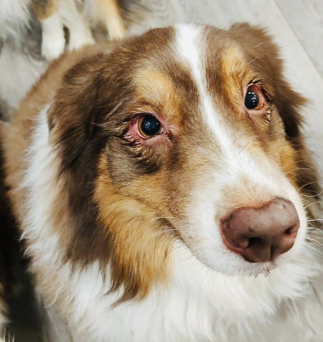 Enlarge ARPH #14687 - Shirley, a Adoptable Australian Shepherd in North Richland Hills, TX image 2/6