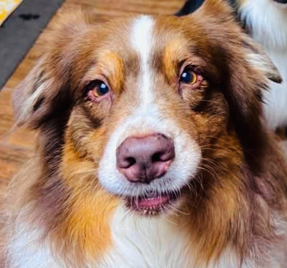 Enlarge ARPH #14687 - Shirley, a Adoptable Australian Shepherd in North Richland Hills, TX image 6/6