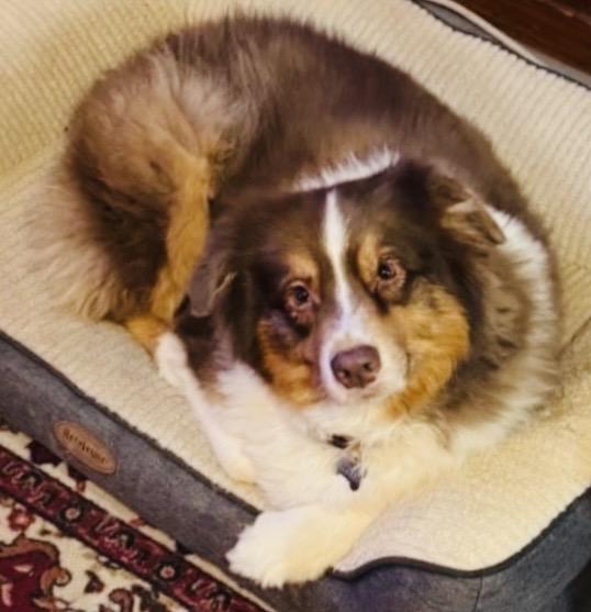 Enlarge ARPH #14687 - Shirley, a Adoptable Australian Shepherd in North Richland Hills, TX image 5/6