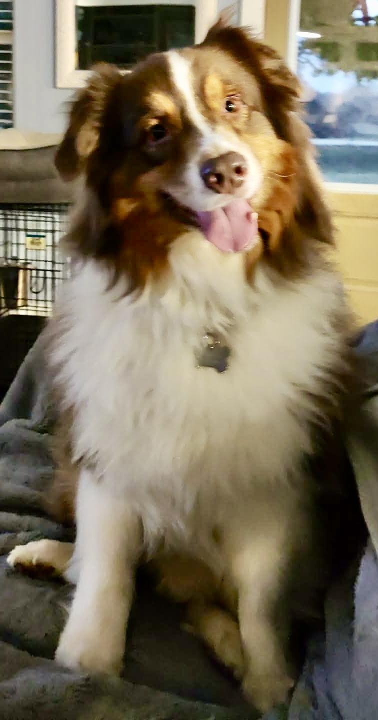 Enlarge ARPH #14687 - Shirley, a Adoptable Australian Shepherd in North Richland Hills, TX image 6/6