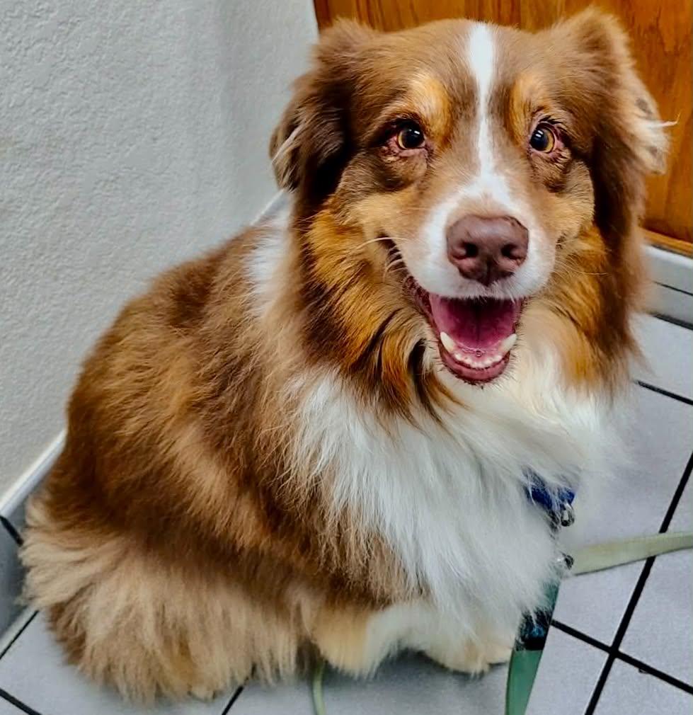 Enlarge ARPH #14687 - Shirley, a Adoptable Australian Shepherd in North Richland Hills, TX image 1/6