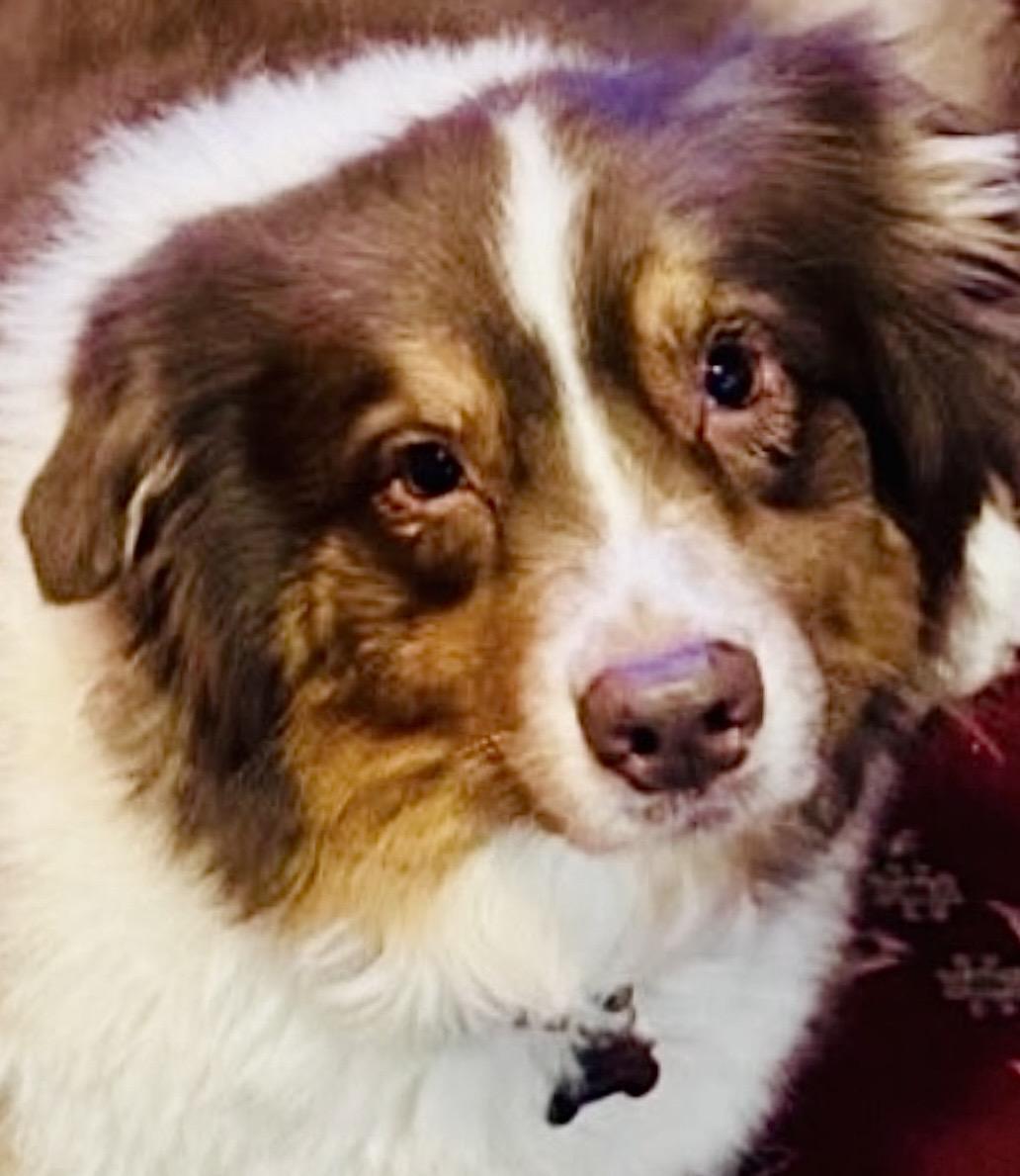 Enlarge ARPH #14687 - Shirley, a Adoptable Australian Shepherd in North Richland Hills, TX image 4/6