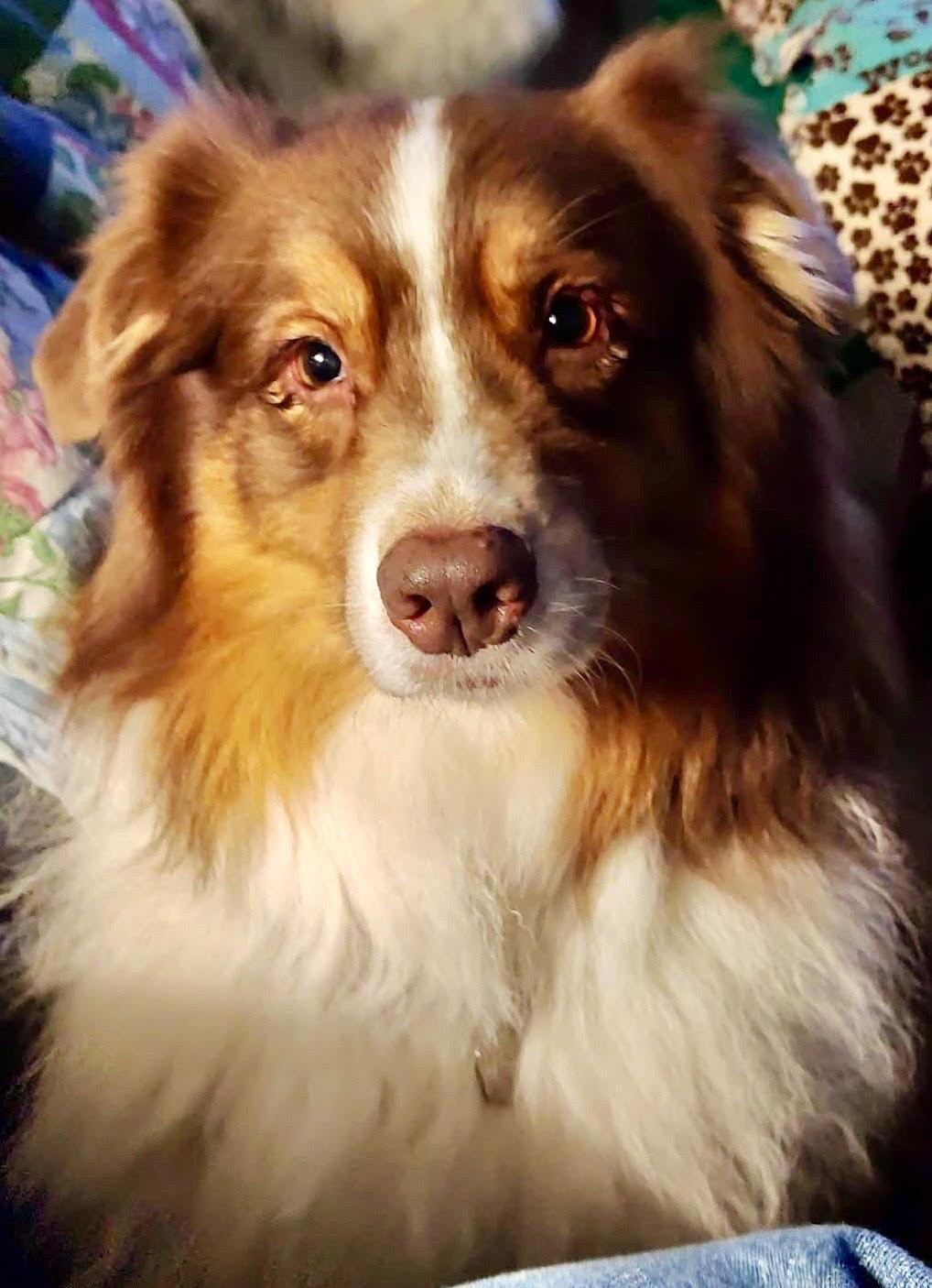 ARPH #14687 - Shirley, Adoptable, Adult Female Australian Shepherd.