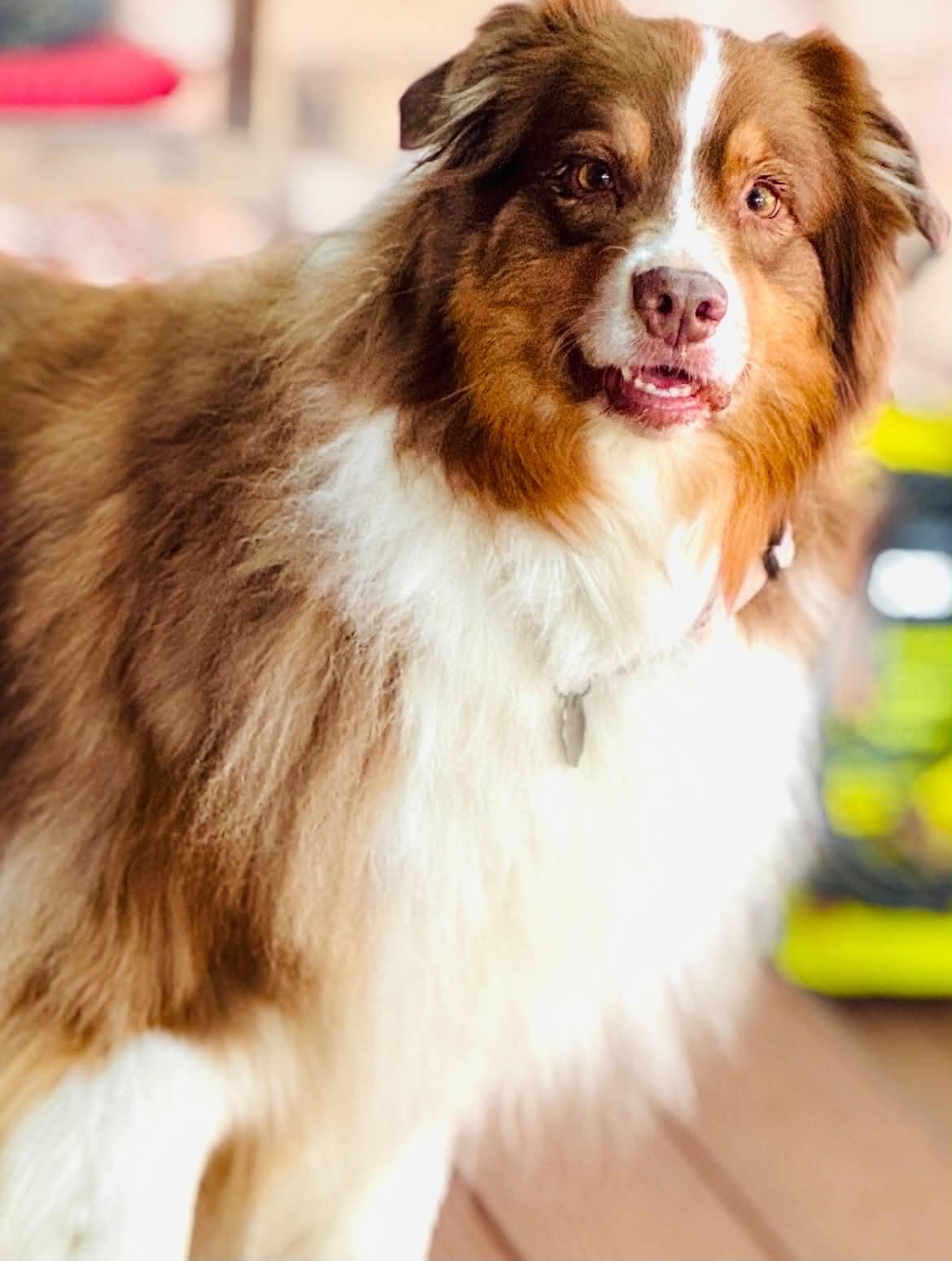Enlarge ARPH #14687 - Shirley, a Adoptable Australian Shepherd in North Richland Hills, TX image 3/6