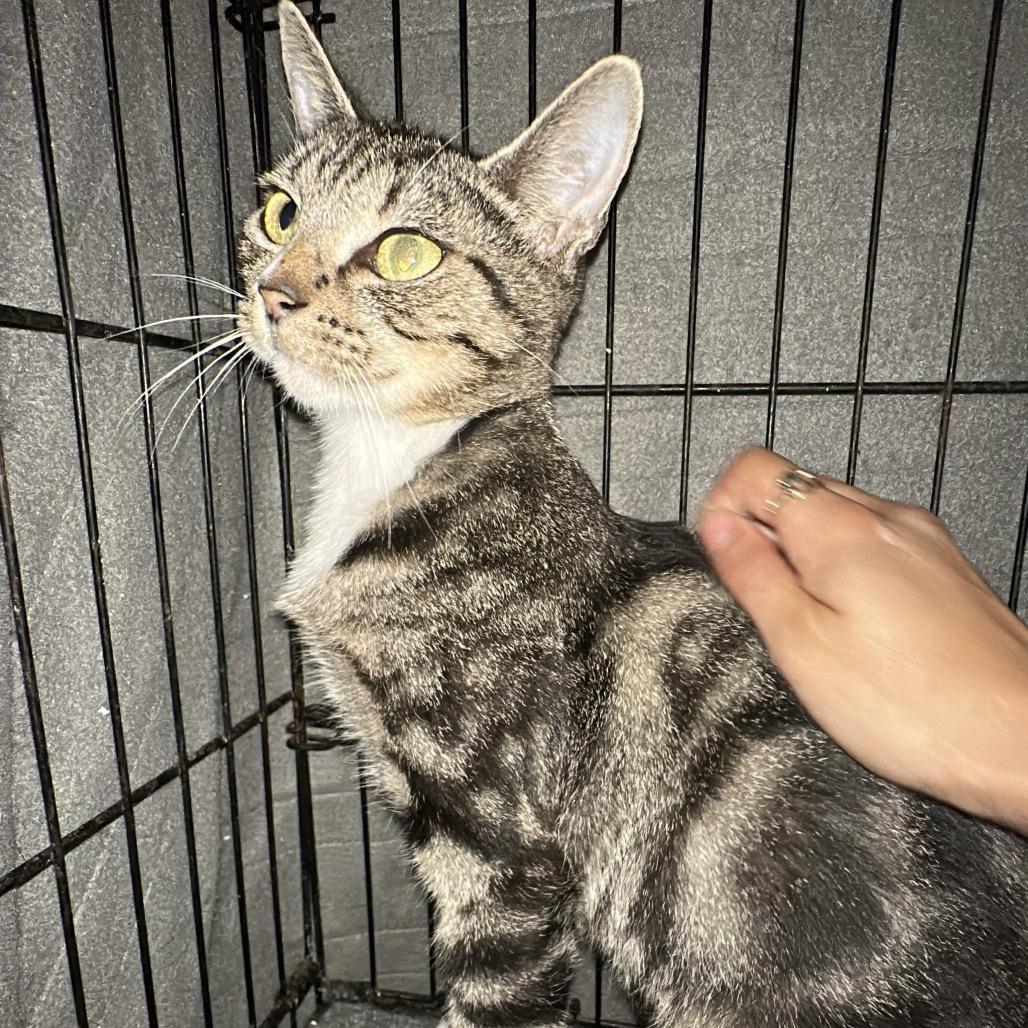 Naomi, Adoptable, Young Female Domestic Short Hair.