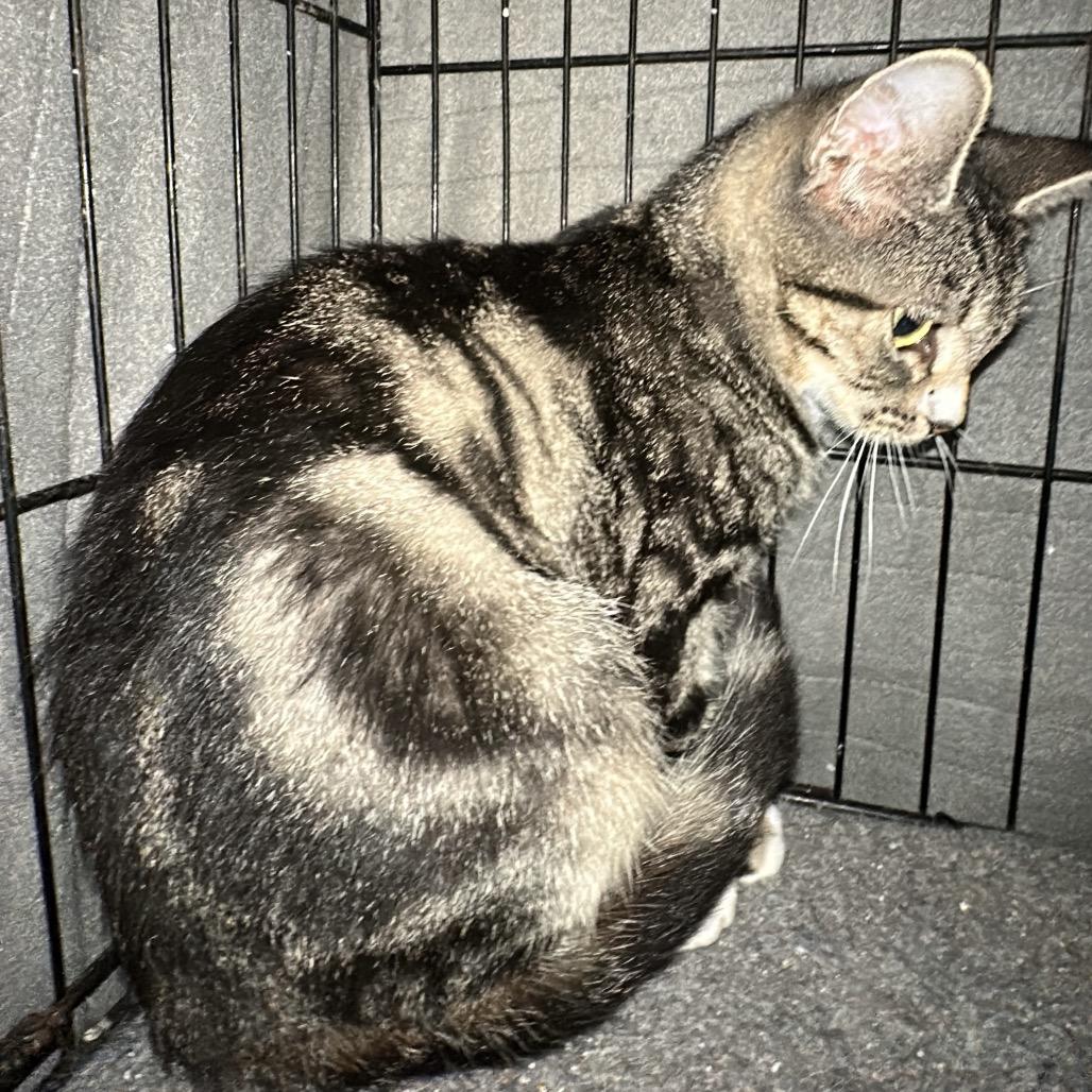 Naomi, a Adoptable Domestic Short Hair in Nokesville, VA image 2/5