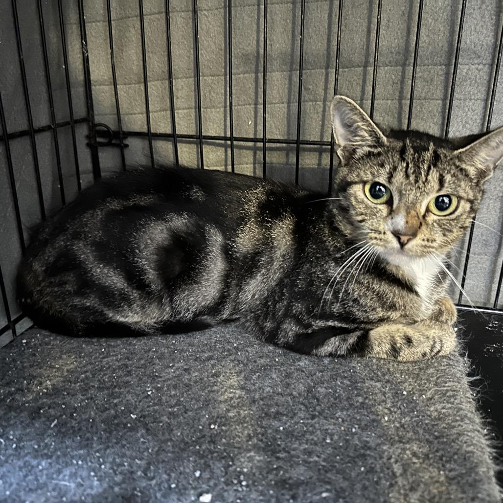 Naomi, a Adoptable Domestic Short Hair in Nokesville, VA image 4/5