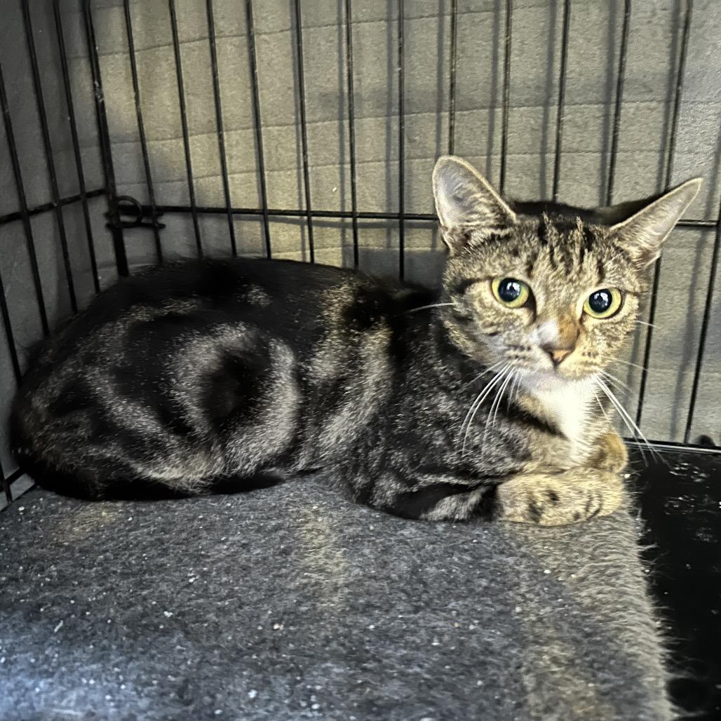 Naomi, a Adoptable Domestic Short Hair in Nokesville, VA image 5/5