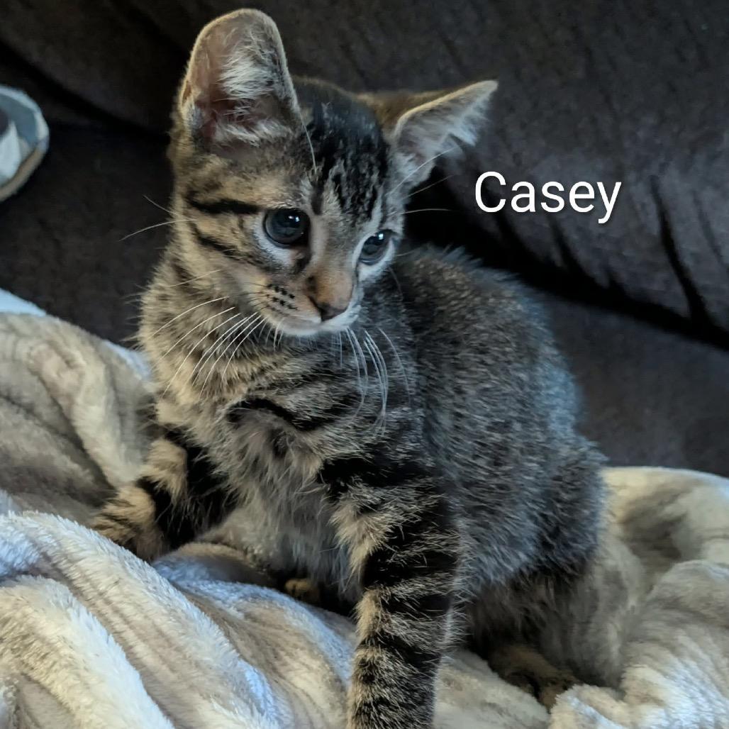 Casey, Adoptable, Young Male Domestic Short Hair.