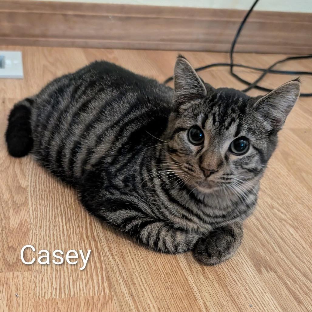Casey, a Adoptable Domestic Short Hair in Canton, IL image 2/4