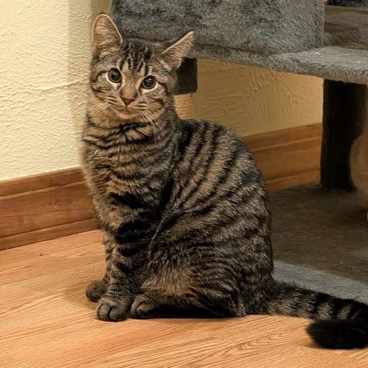 Casey, a Adoptable Domestic Short Hair in Canton, IL image 3/4