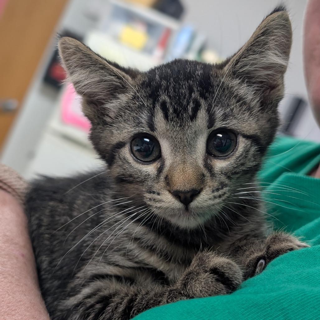 Casey, a Adoptable Domestic Short Hair in Canton, IL image 4/4
