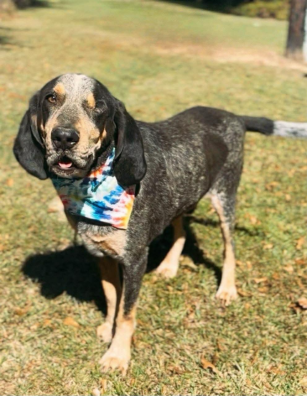 Elvis, Adoptable, Adult Male Bluetick Coonhound.