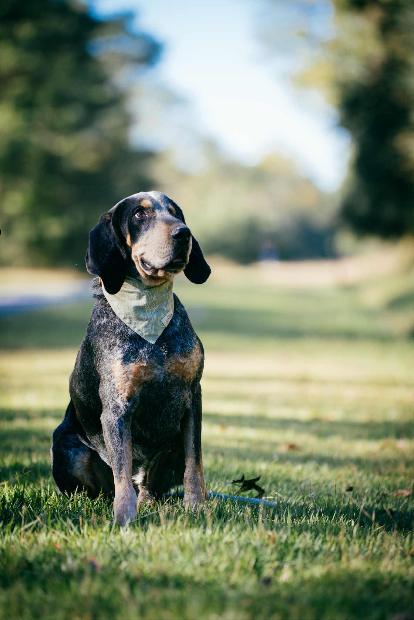 Enlarge Elvis, a Adoptable Bluetick Coonhound in Carthage, MS image 2/4
