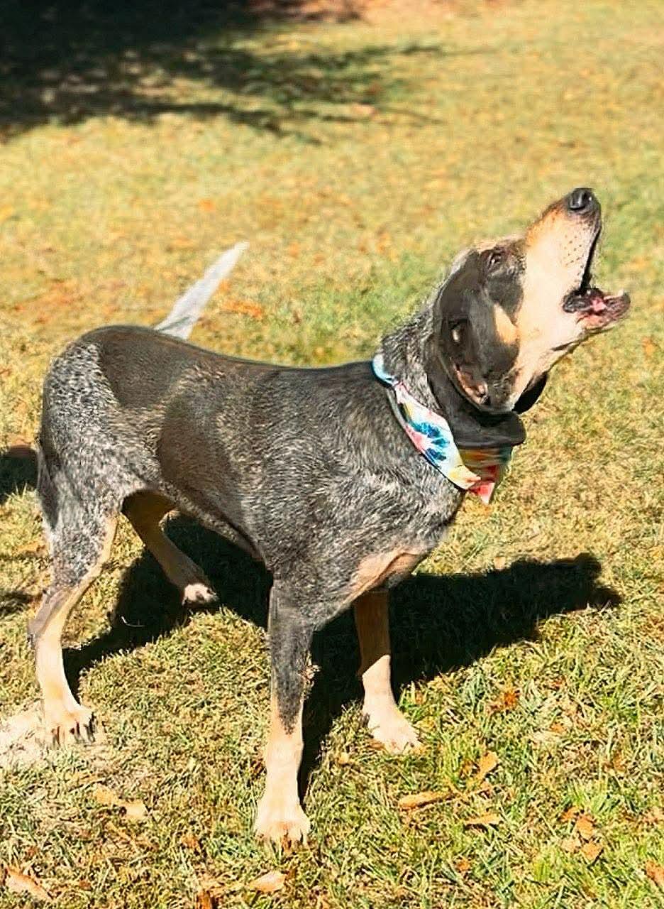 Enlarge Elvis, a Adoptable Bluetick Coonhound in Carthage, MS image 6/6
