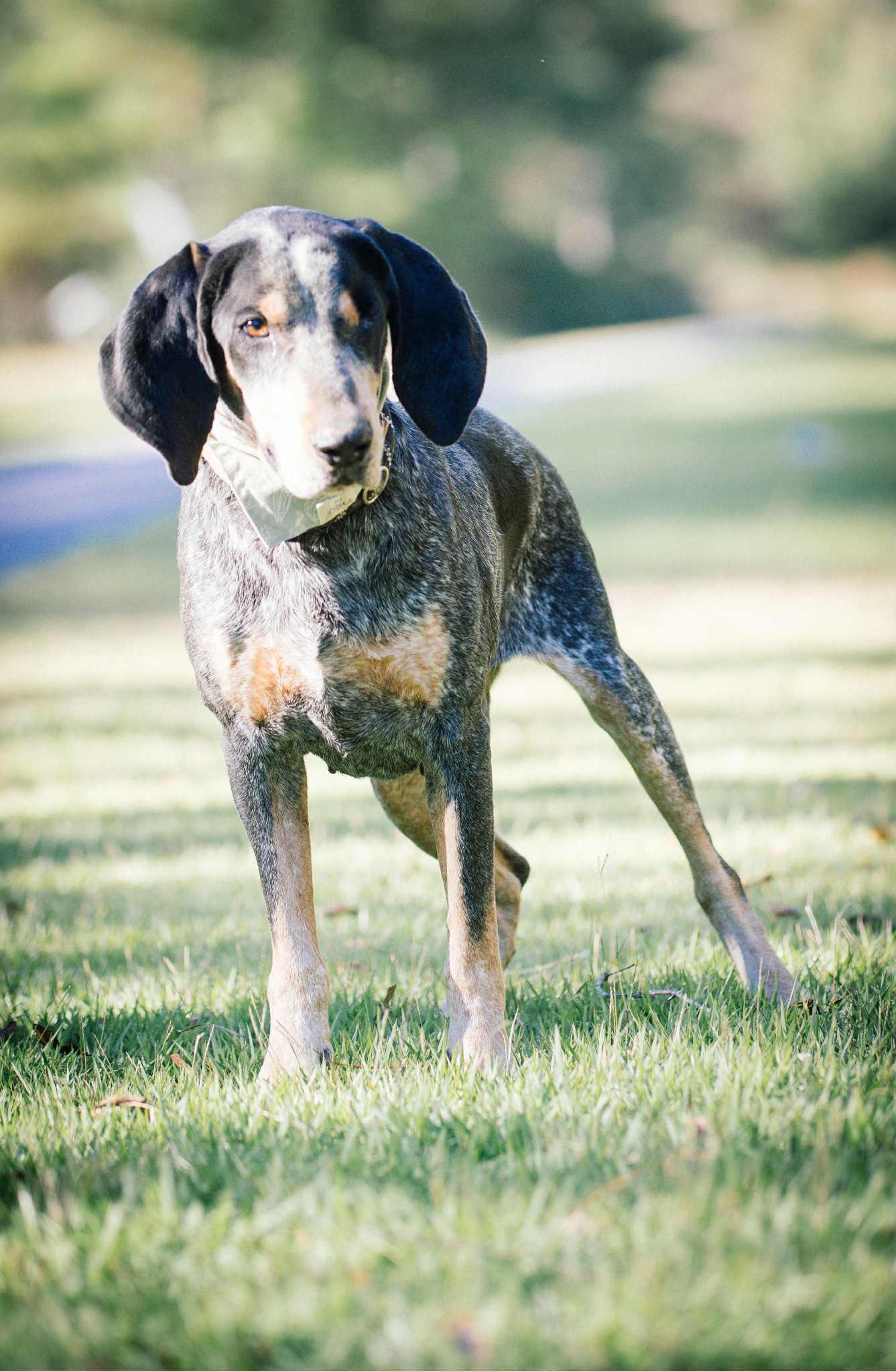 Elvis, Adoptable, Adult Male Bluetick Coonhound.