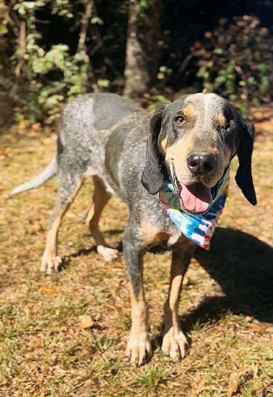 Enlarge Elvis, a Adoptable Bluetick Coonhound in Carthage, MS image 5/6