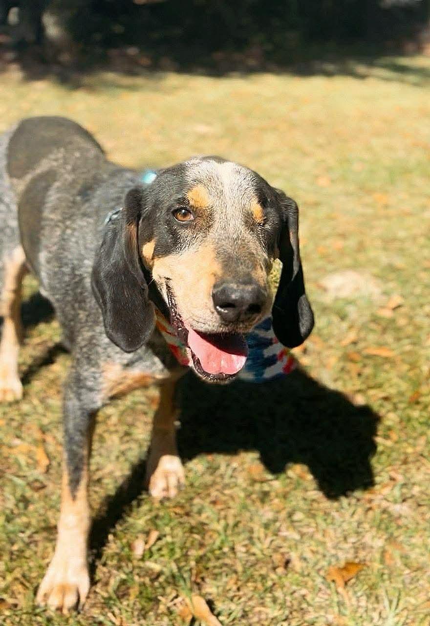 Enlarge Elvis, a Adoptable Bluetick Coonhound in Carthage, MS image 4/6