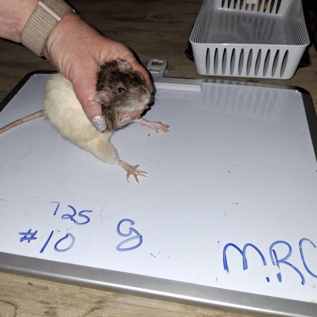 MRC-Stray-1_10, Adoptable, Young Female Rat.