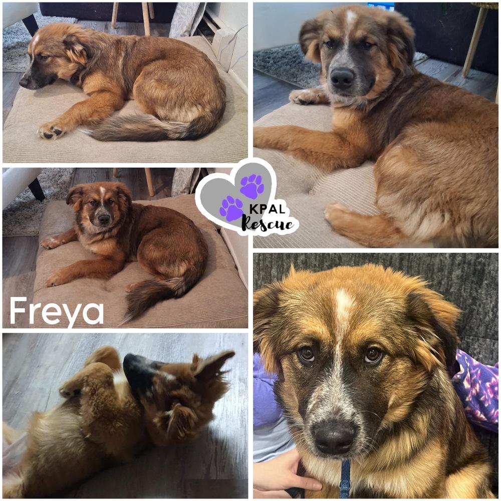 Freya, Adoptable, Young Female Australian Cattle Dog / Blue Heeler & German Shepherd Dog.