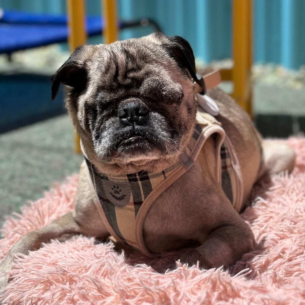 MTV 13989, Adoptable, Senior Male Pug.