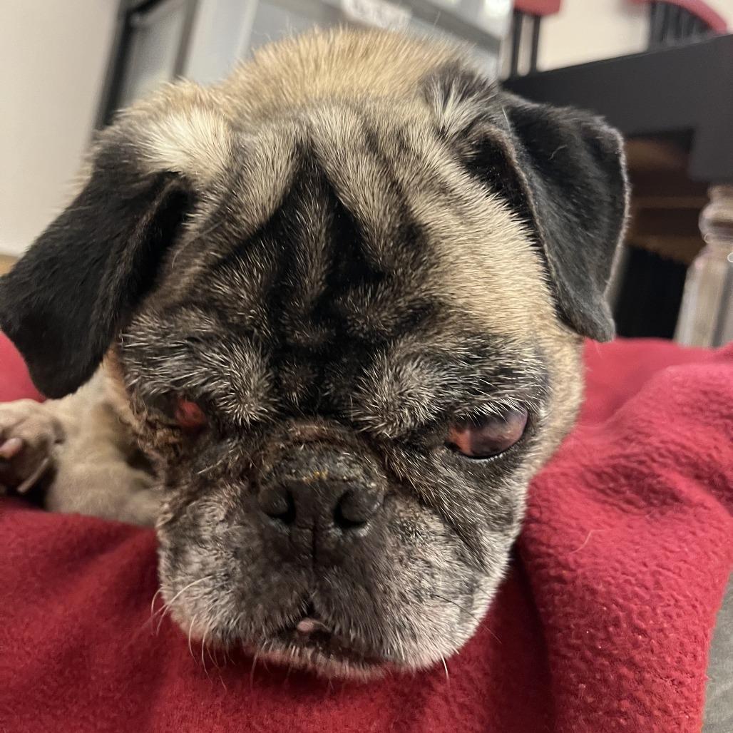 Enlarge MTV 13989, a Adoptable Pug in San Francisco, CA image 2/6