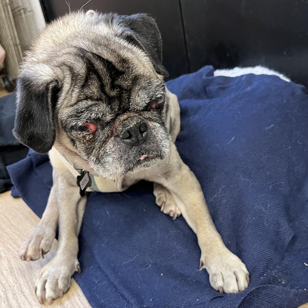 Enlarge MTV 13989, a Adoptable Pug in San Francisco, CA image 3/6