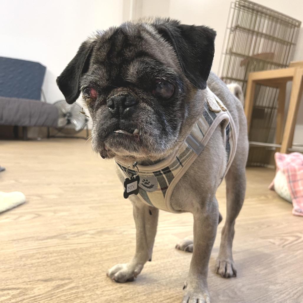 Enlarge MTV 13989, a Adoptable Pug in San Francisco, CA image 4/6