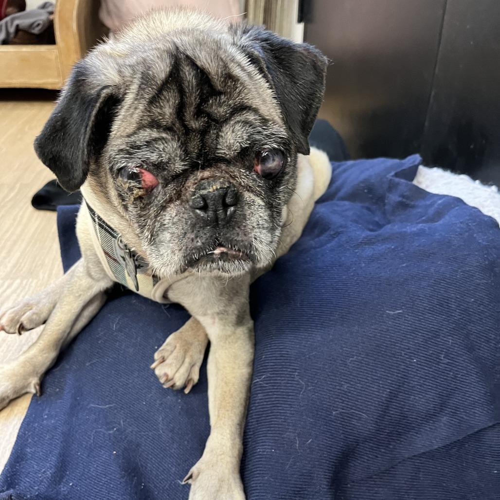 Enlarge MTV 13989, a Adoptable Pug in San Francisco, CA image 5/6