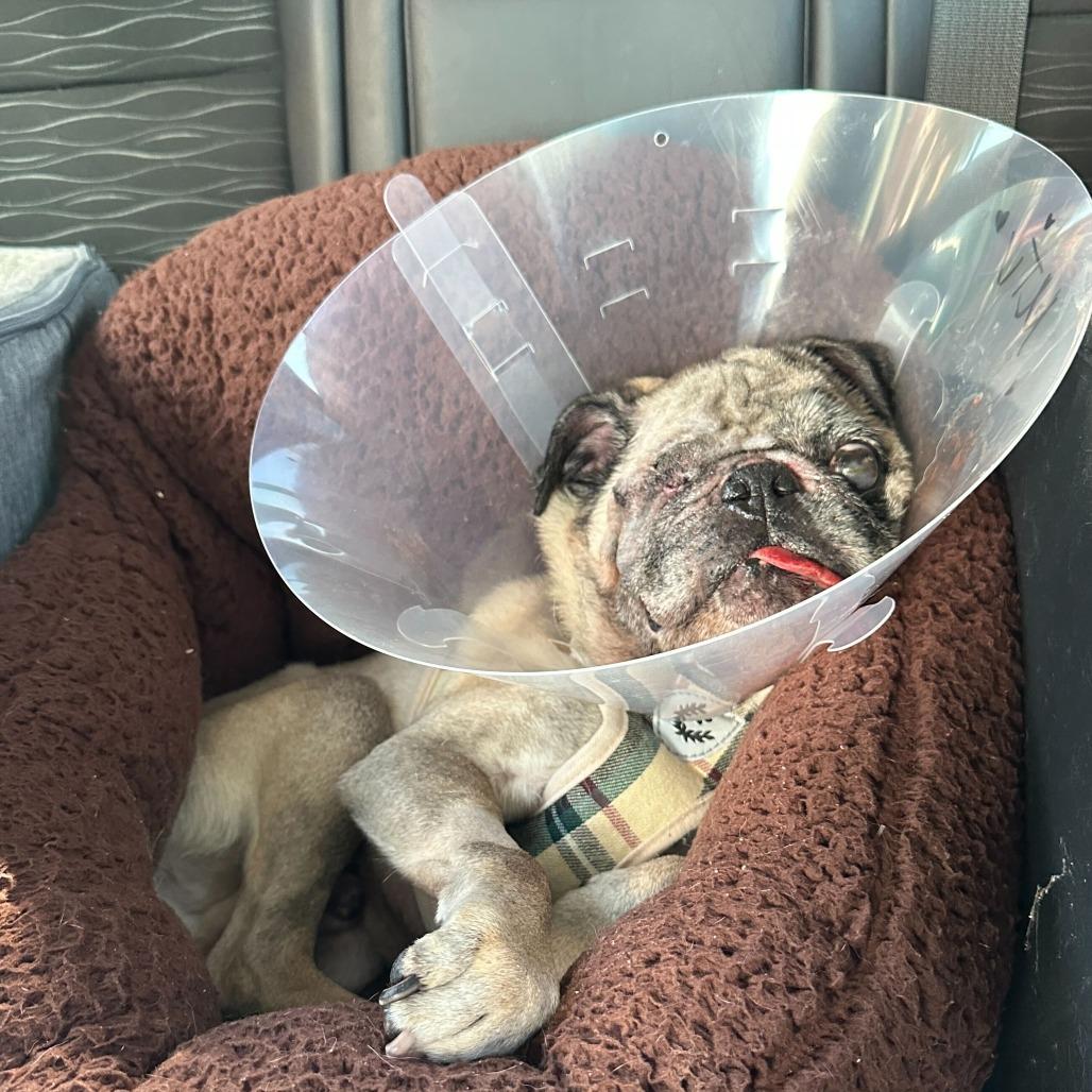 Enlarge MTV 13989, a Adoptable Pug in San Francisco, CA image 6/6