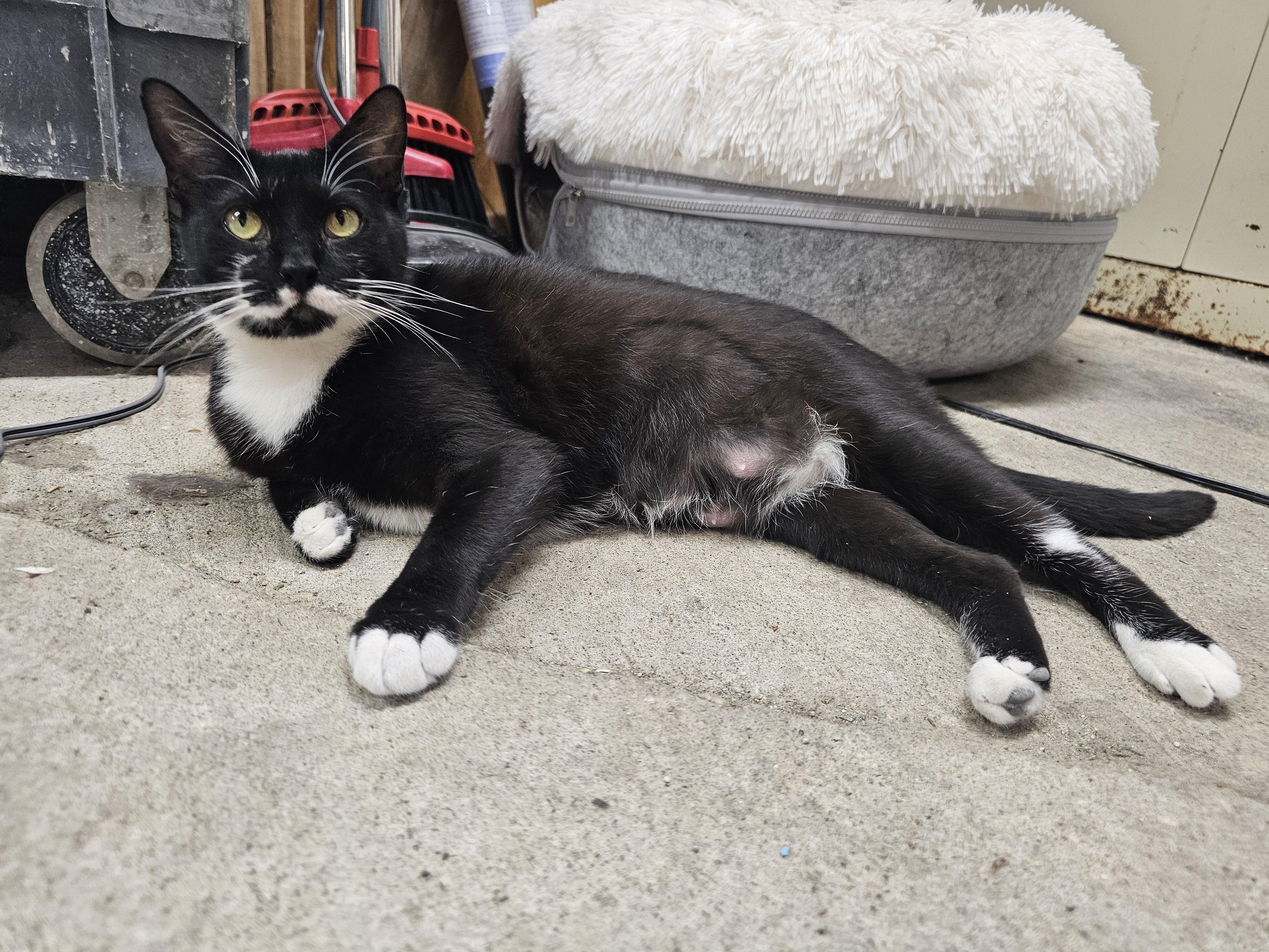 Enlarge Mable, a Adoptable Tuxedo in Richmond, VA image 6/6