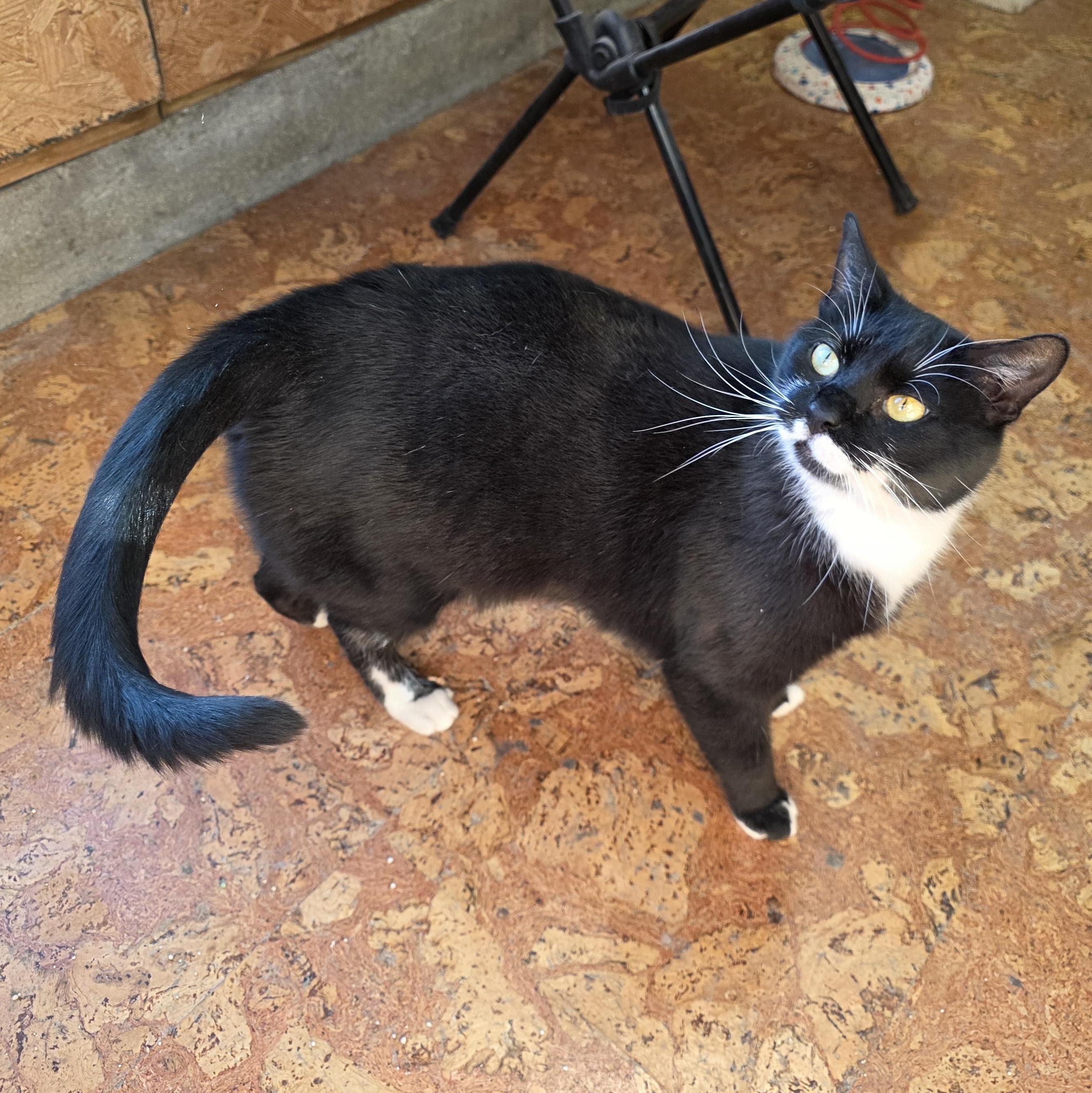 Enlarge Mable, a Adoptable Tuxedo in Richmond, VA image 4/6