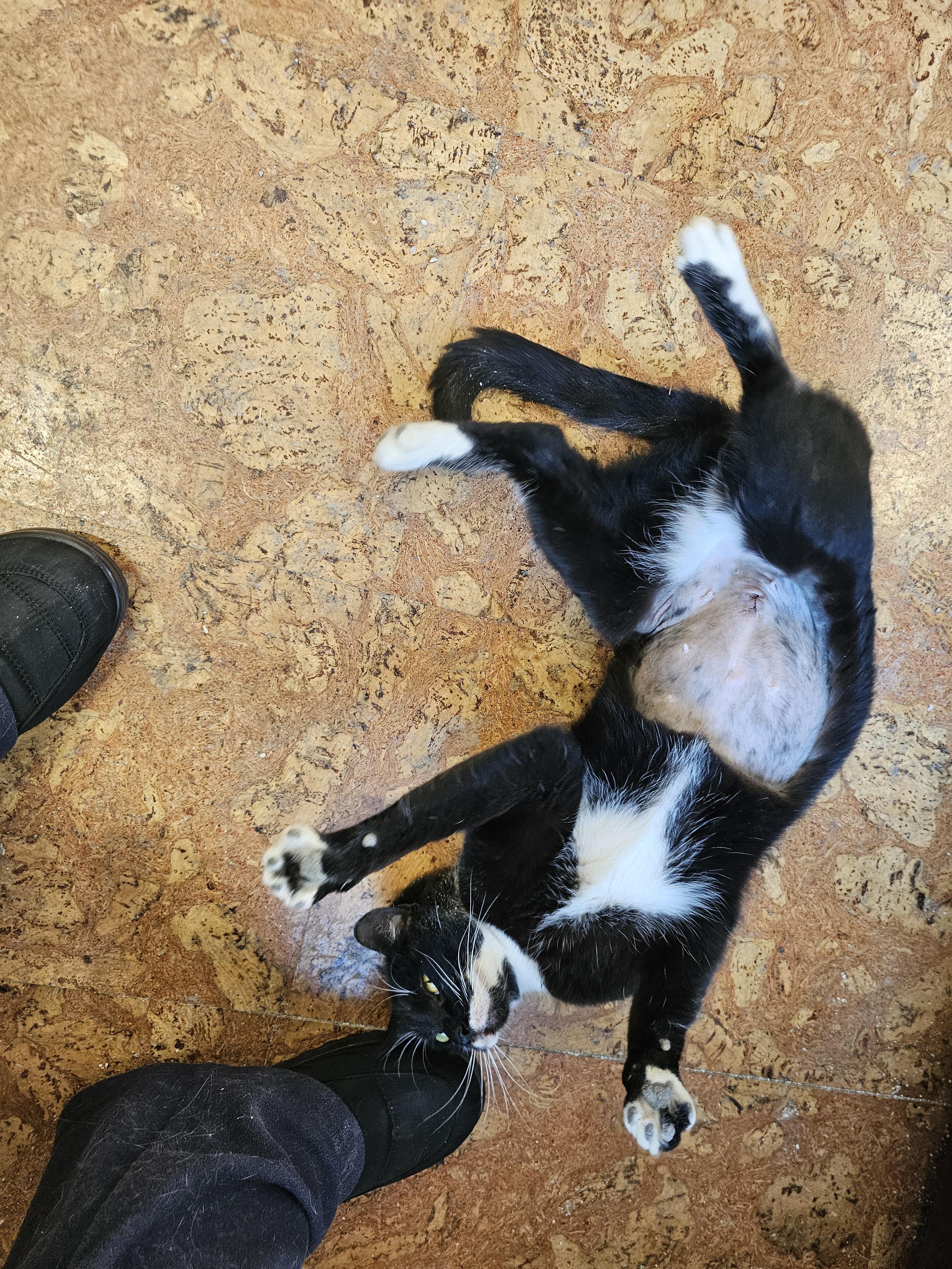 Enlarge Mable, a Adoptable Tuxedo in Richmond, VA image 3/6