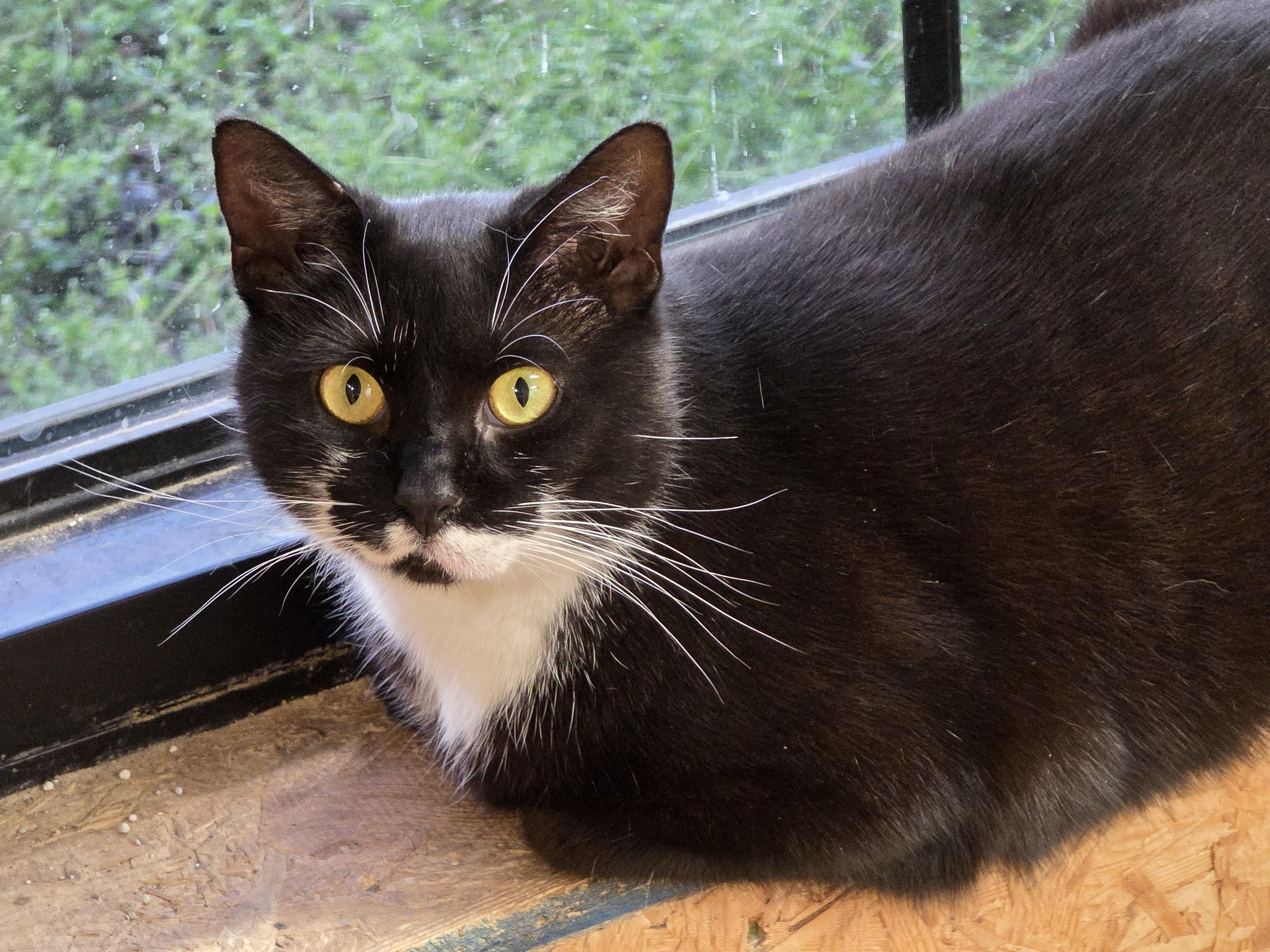 Enlarge Mable, a Adoptable Tuxedo in Richmond, VA image 2/6