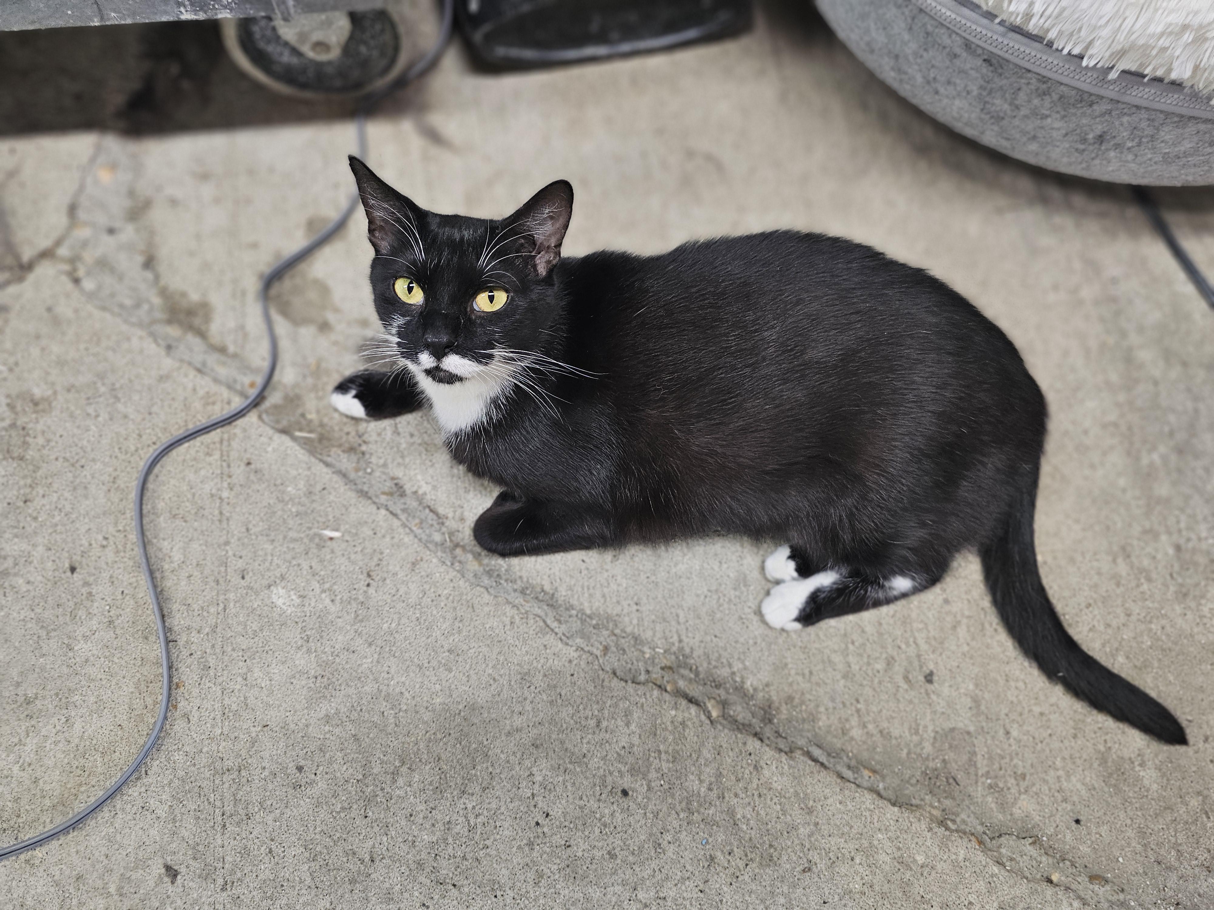 Enlarge Mable, a Adoptable Tuxedo in Richmond, VA image 5/6