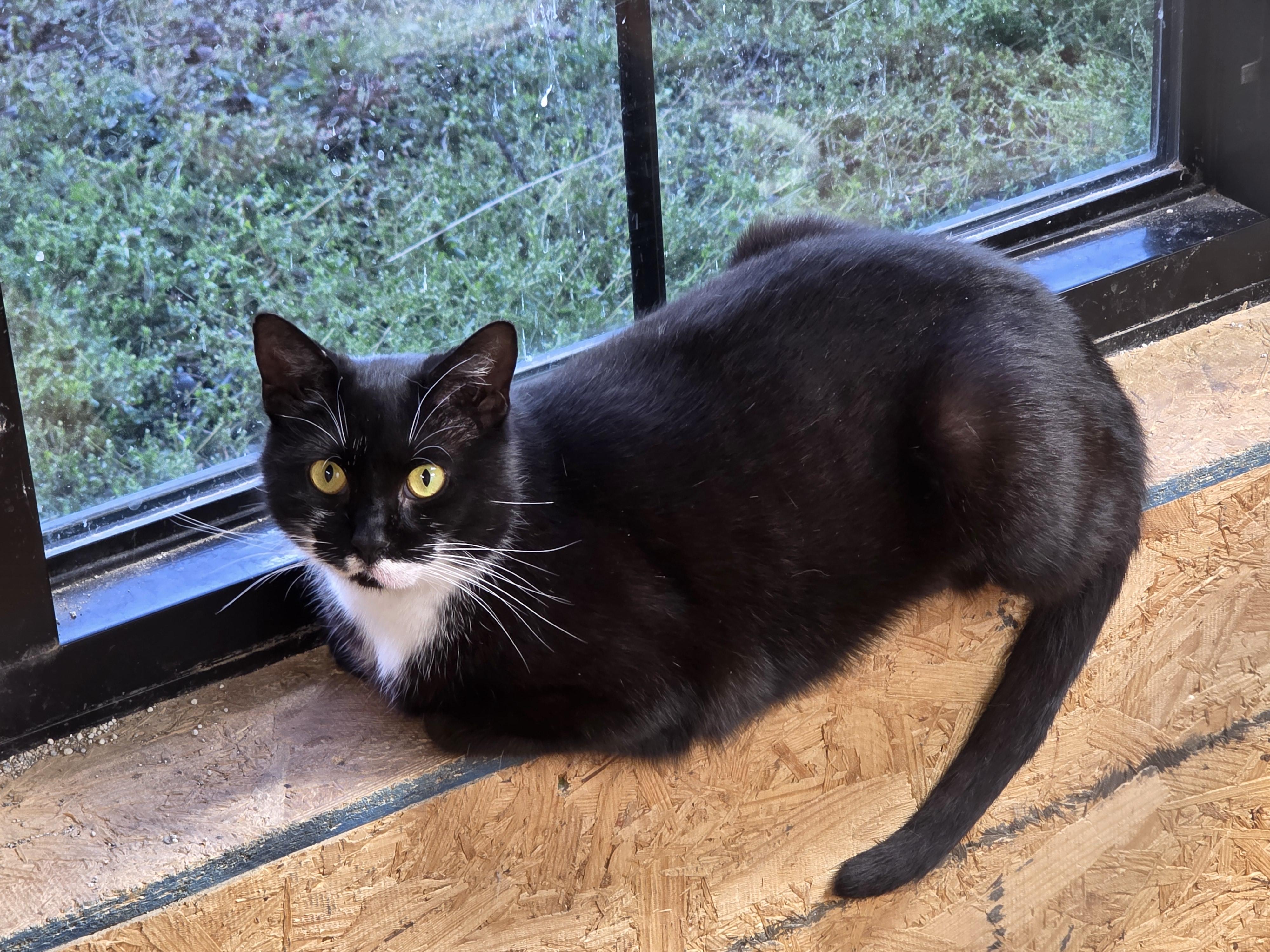 Mable, Adoptable, Adult Female Tuxedo.