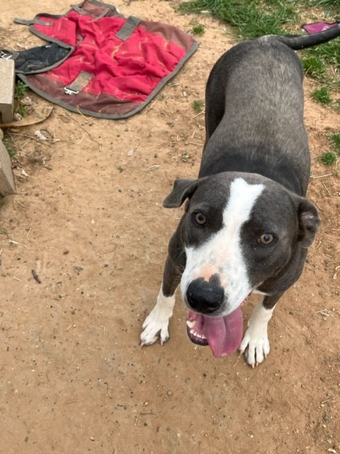 Tom, a Adoptable mixed breed in Paradise, TX image 1/4