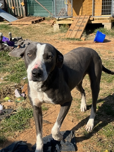 Tom, a Adoptable mixed breed in Paradise, TX image 3/4