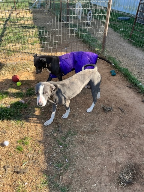 Tom, a Adoptable mixed breed in Paradise, TX image 4/4
