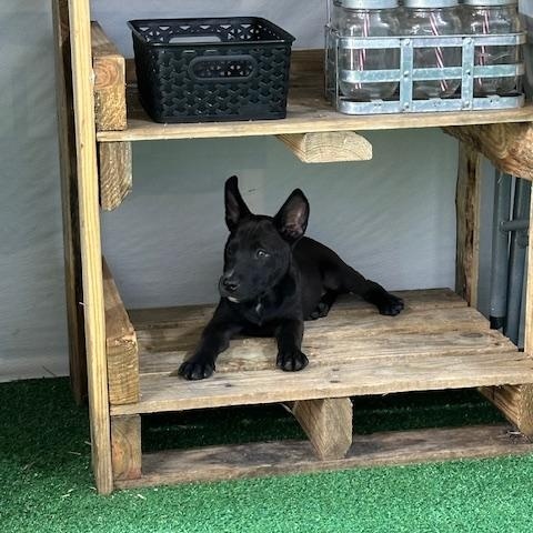 Tito, Adopted, Puppy Male German Shepherd Dog.