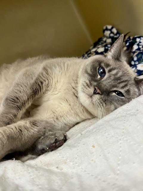 Missy, adopted, Adult Female Siamese.