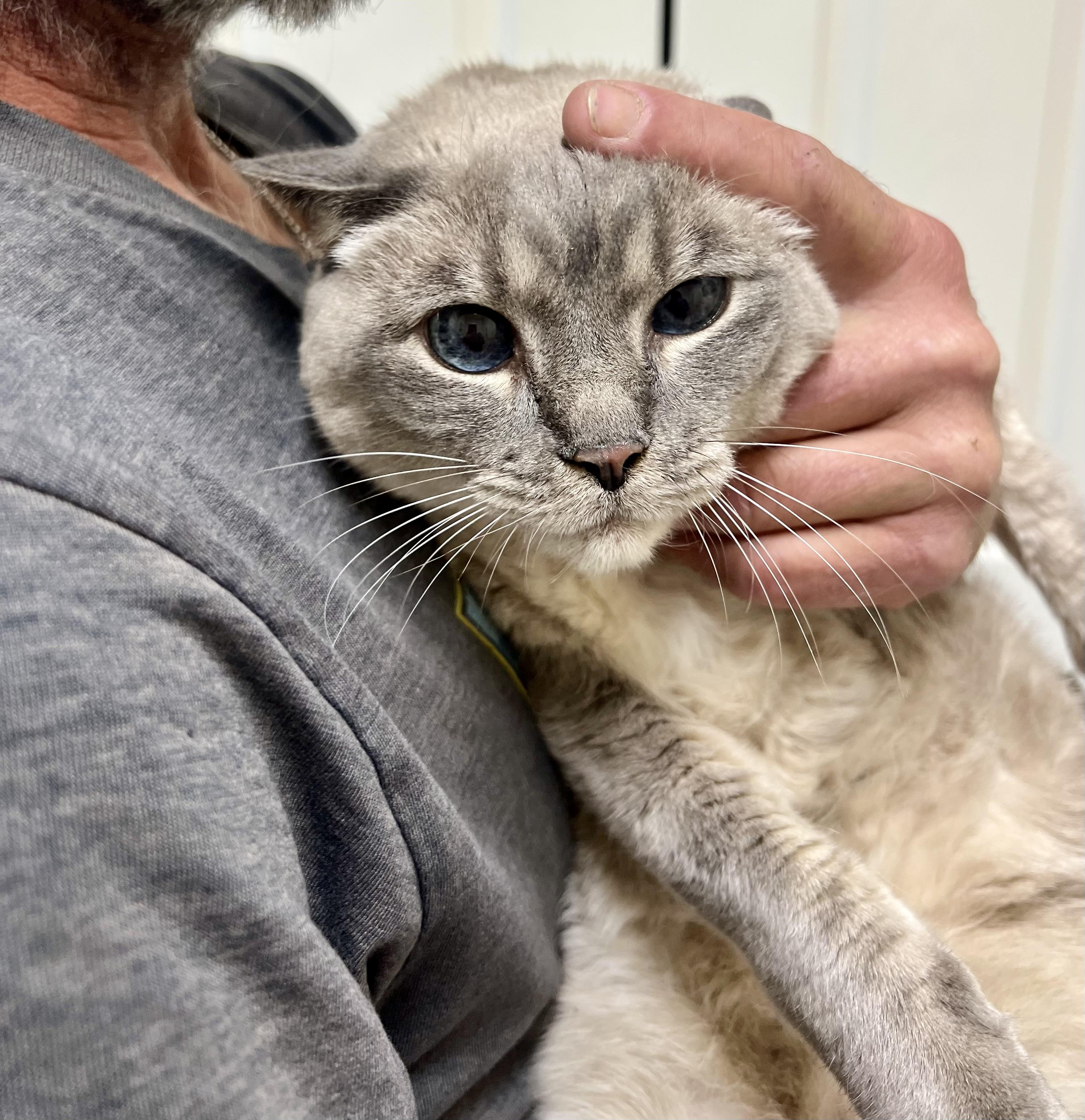 Enlarge Missy, an adopted Siamese in BLACK MOUNTAIN, NC image 3/3