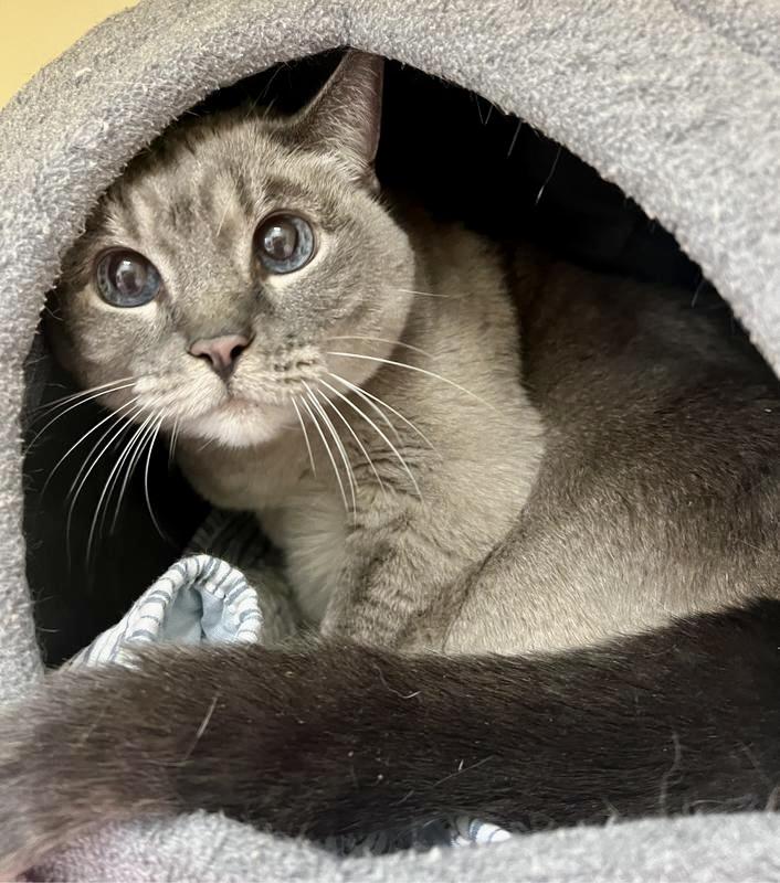 Enlarge Missy, an adopted Siamese in BLACK MOUNTAIN, NC image 2/3