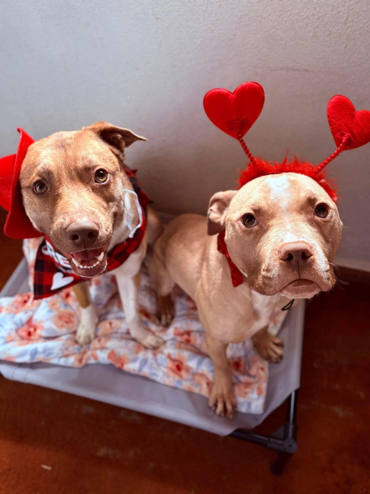 Snickers & Ray - Bonded Pair, Adoptable, Young Male Mixed Breed.