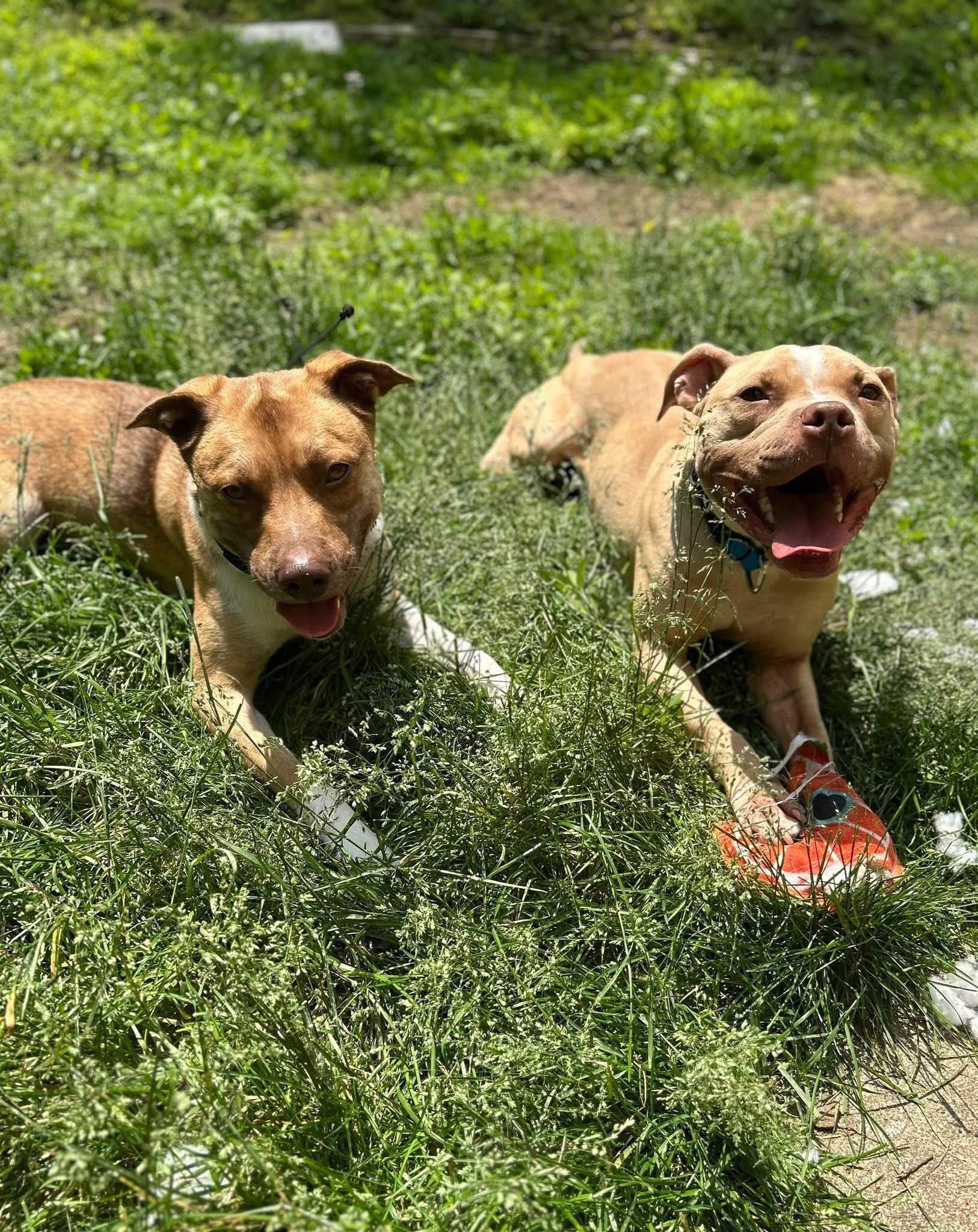 Enlarge Snickers & Ray - Bonded Pair, a Adoptable Mixed Breed in Monroeville, PA image 1/1