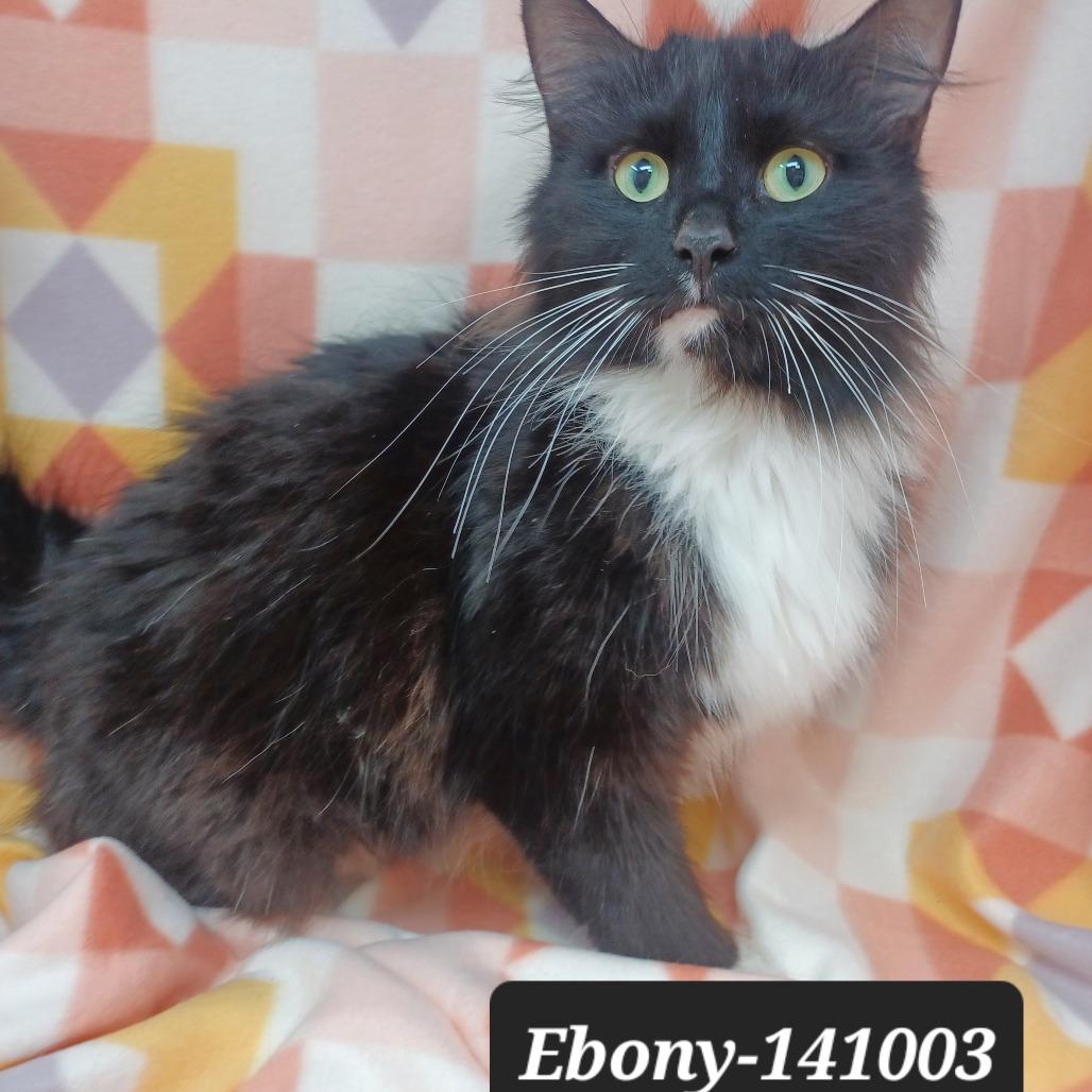 Ebony, Adoptable, Adult Female Domestic Short Hair.