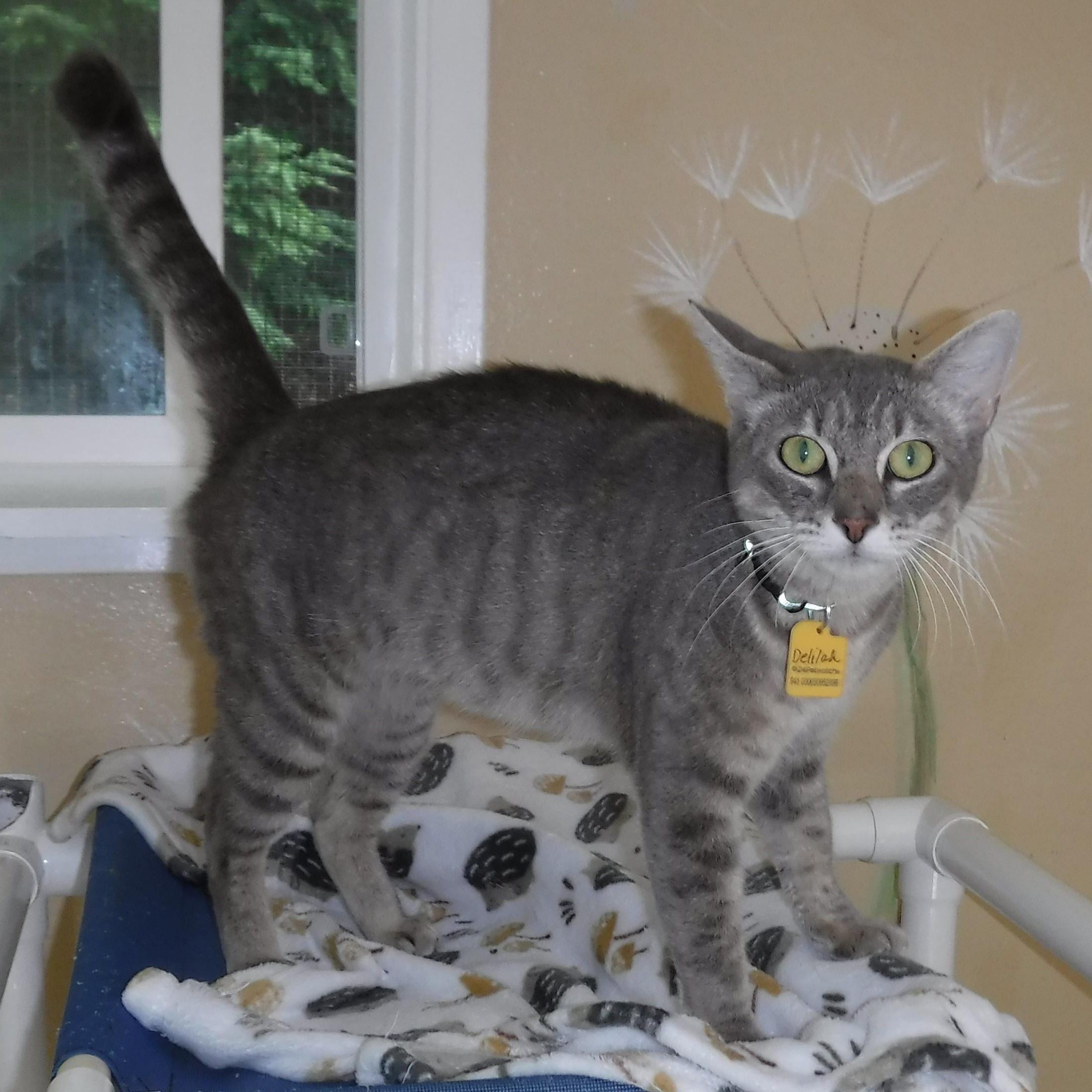 Enlarge Delilah - Super Social, a Adoptable mixed breed in Hoquiam, WA image 1/6