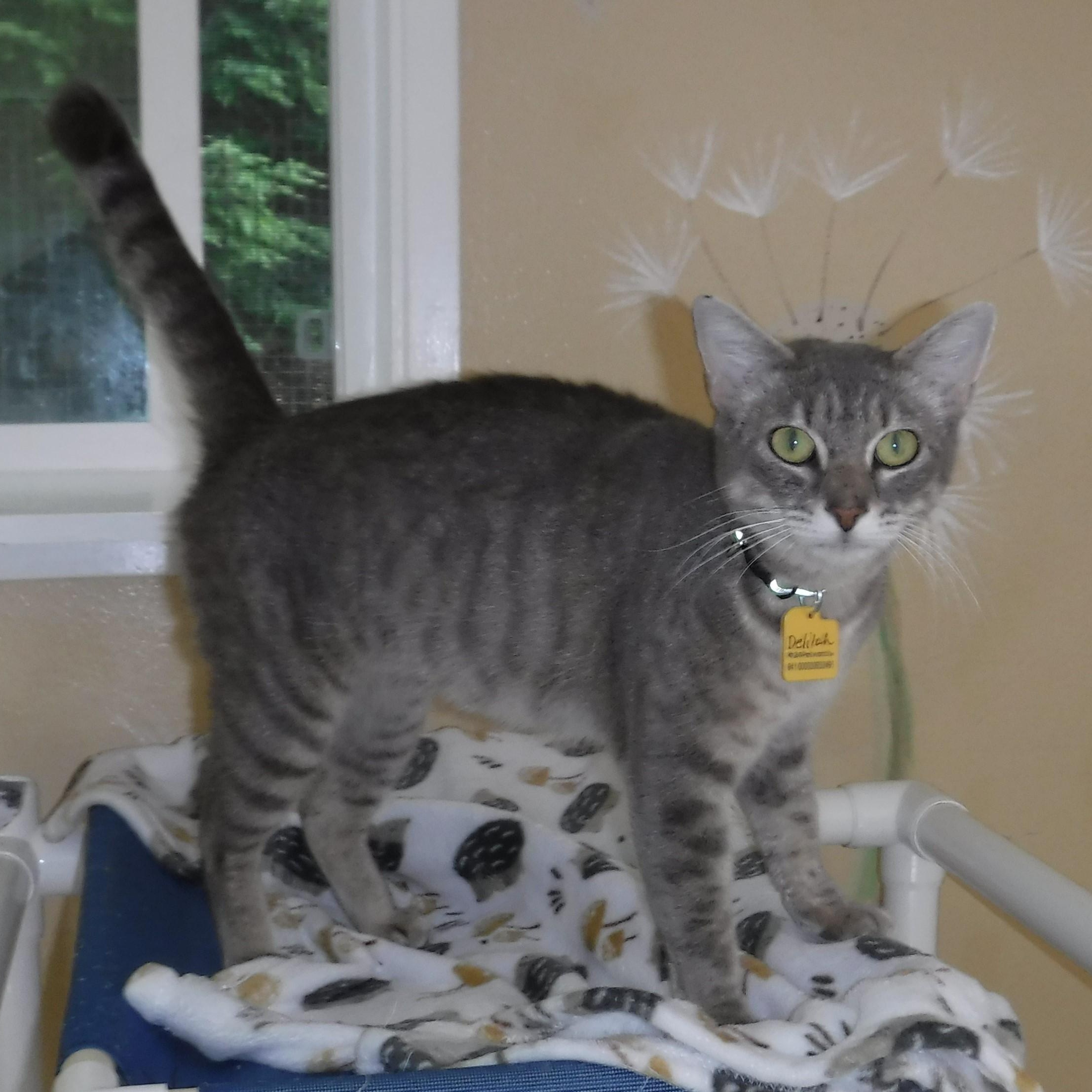 Enlarge Delilah - Super Social, a Adoptable mixed breed in Hoquiam, WA image 2/6