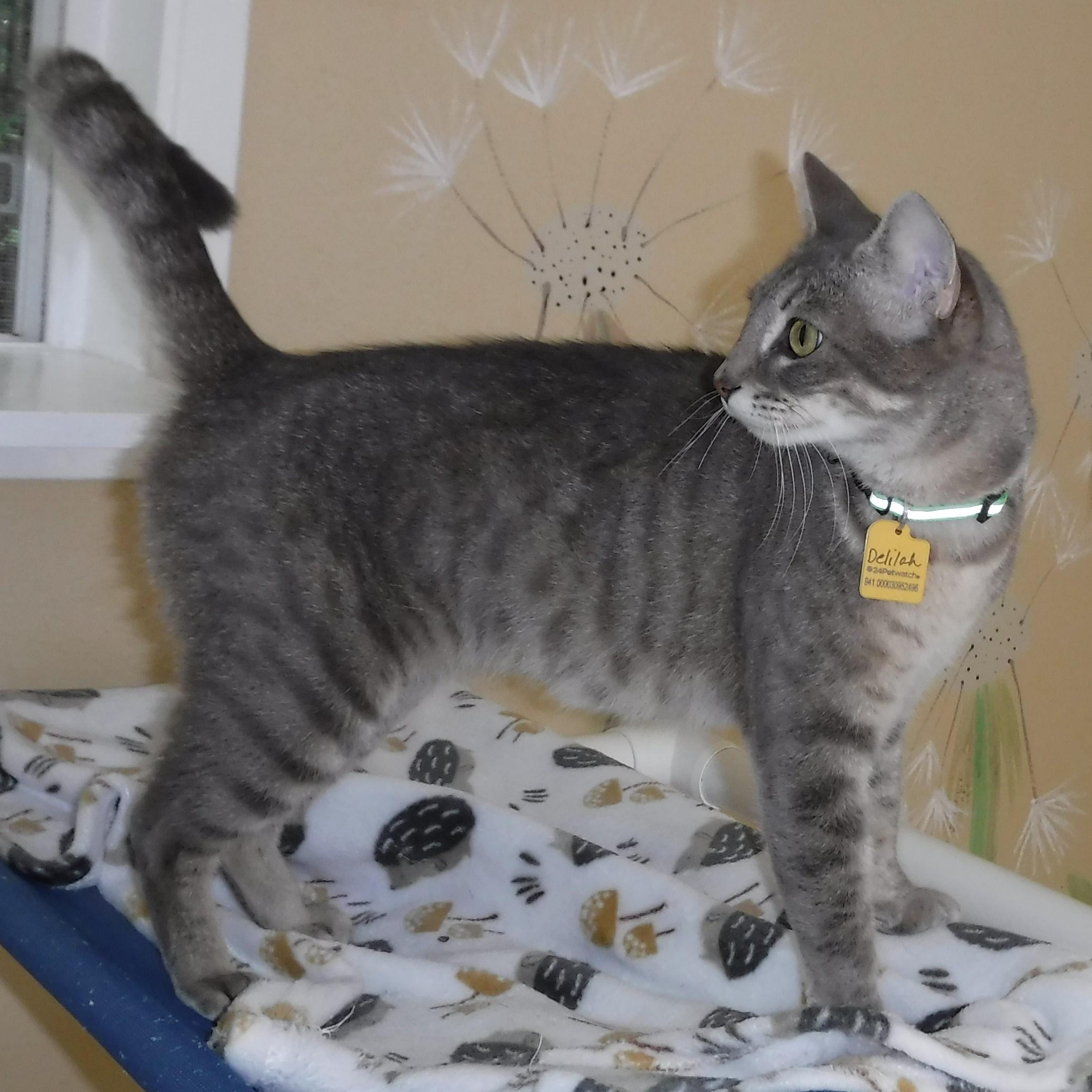 Enlarge Delilah - Super Social, a Adoptable mixed breed in Hoquiam, WA image 3/6