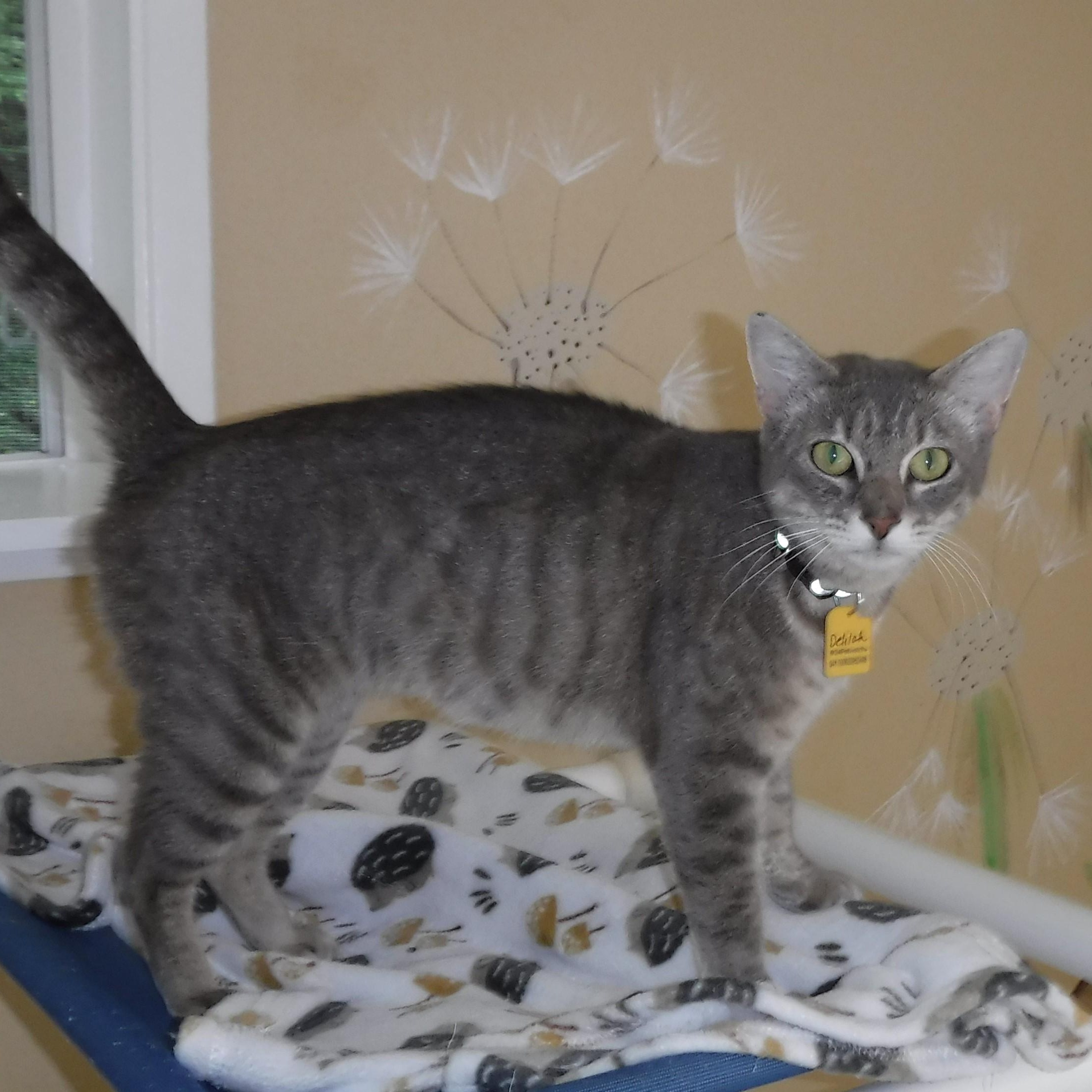 Enlarge Delilah - Super Social, a Adoptable mixed breed in Hoquiam, WA image 4/6